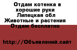 Отдам котенка в хорошие руки - Липецкая обл. Животные и растения » Отдам бесплатно   